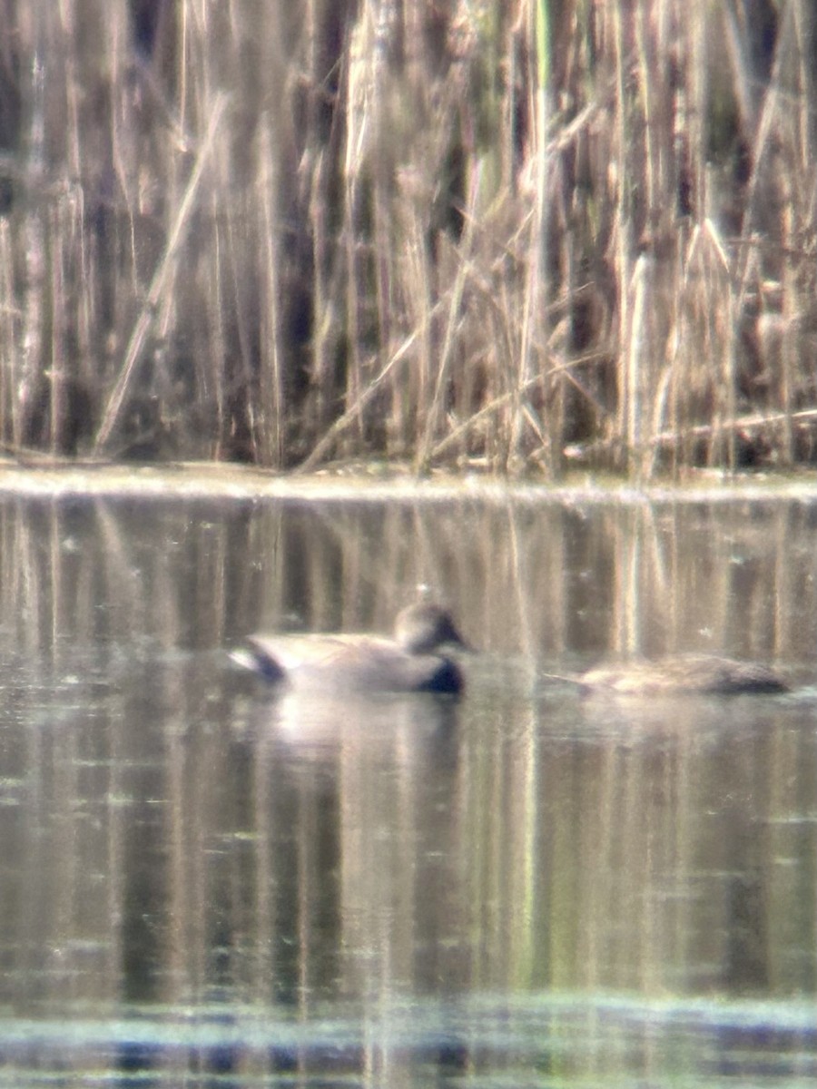 Gadwall - ML618986883