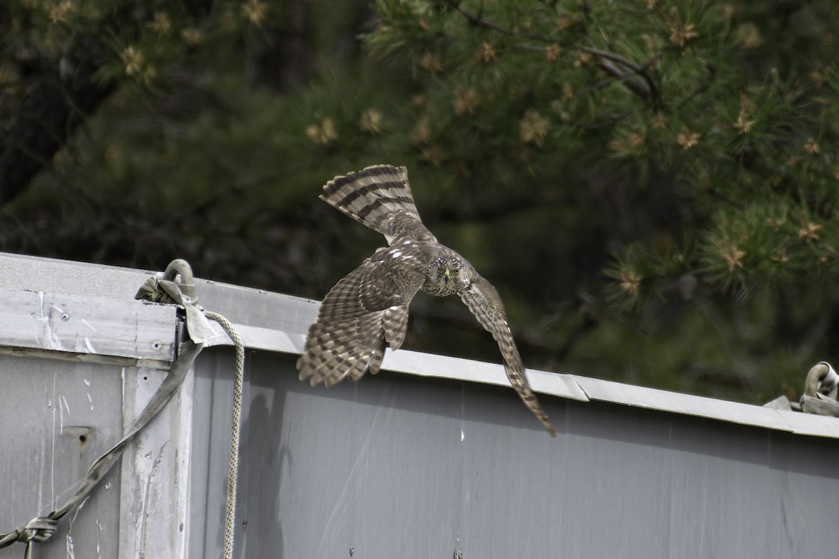 Cooper's Hawk - ML618986906