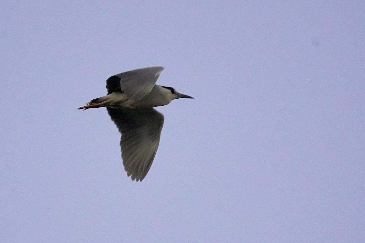 Black-crowned Night Heron - Kenny Frisch