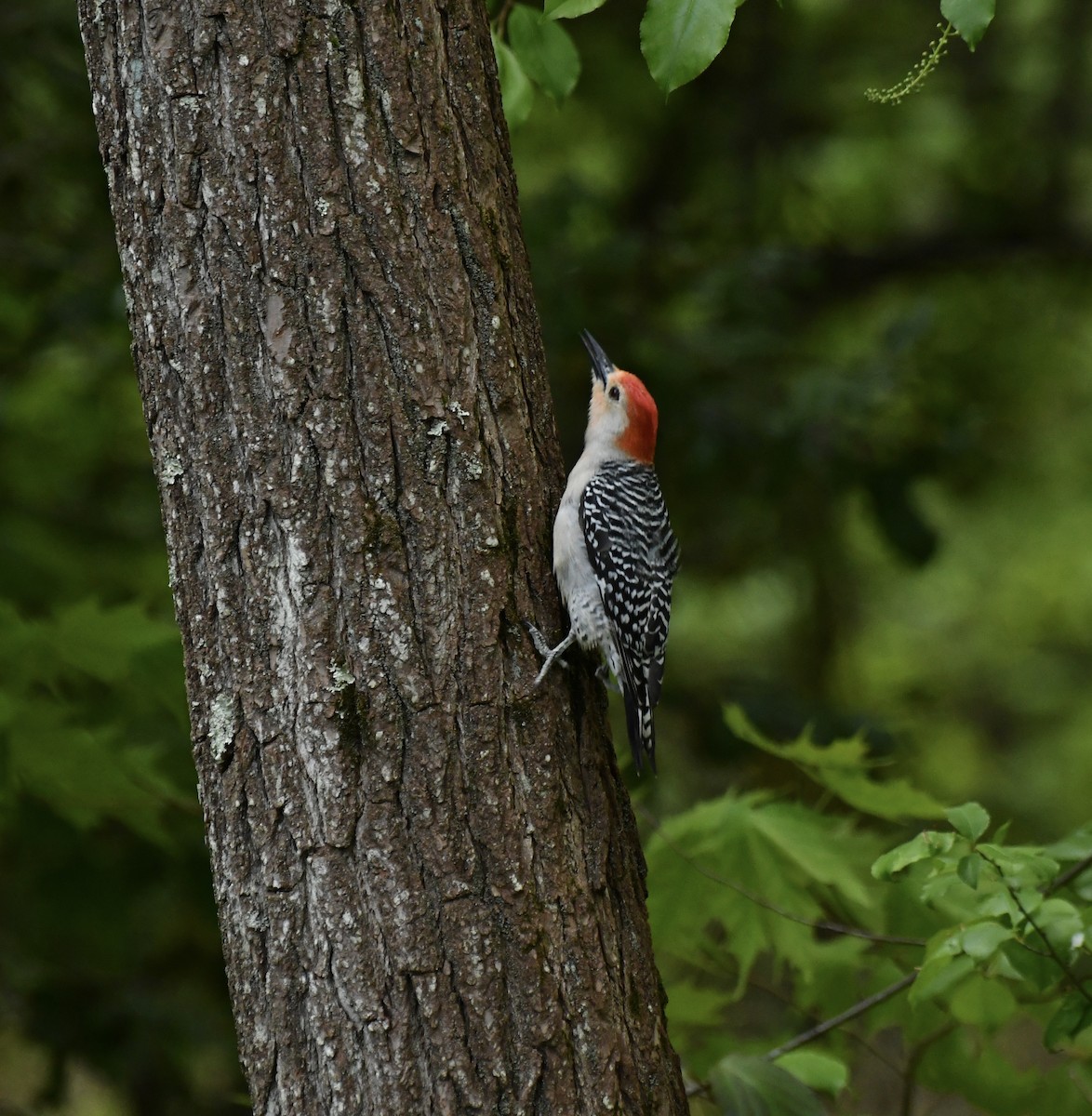 Red-bellied Woodpecker - Sue Palmer