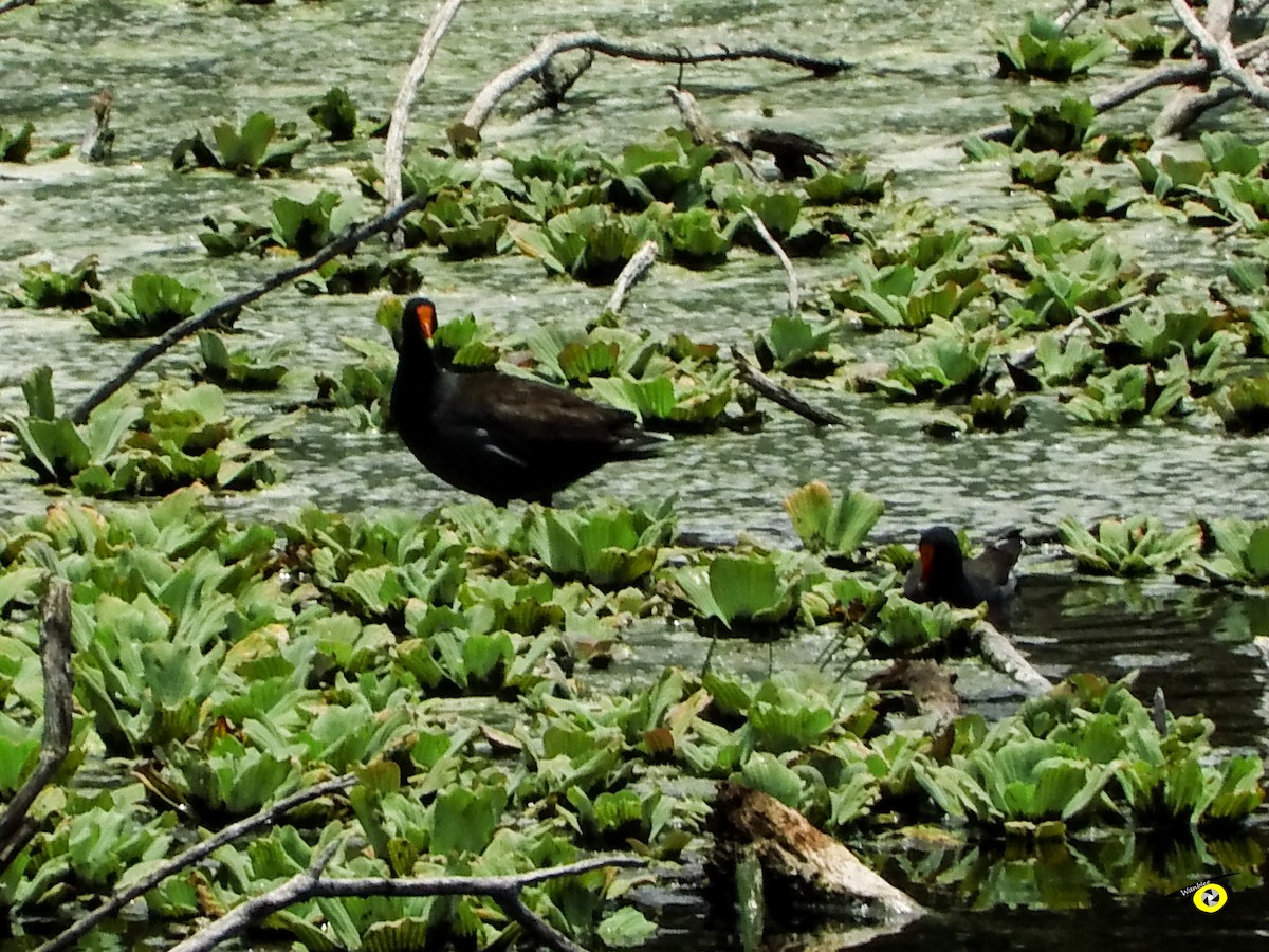 Common Gallinule - ML618986924