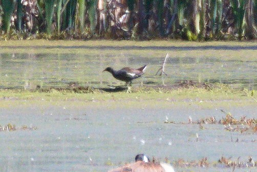 Common Gallinule - Ted Gilliland