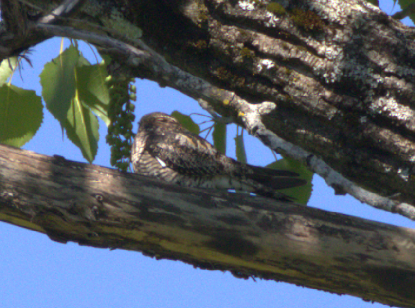 Common Nighthawk - ML618986962