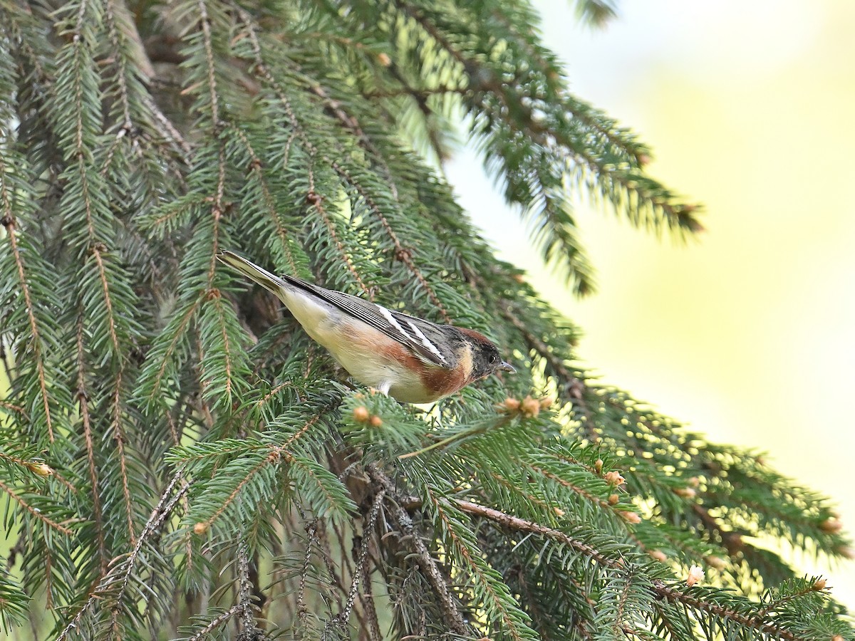 Bay-breasted Warbler - Gregg Summers