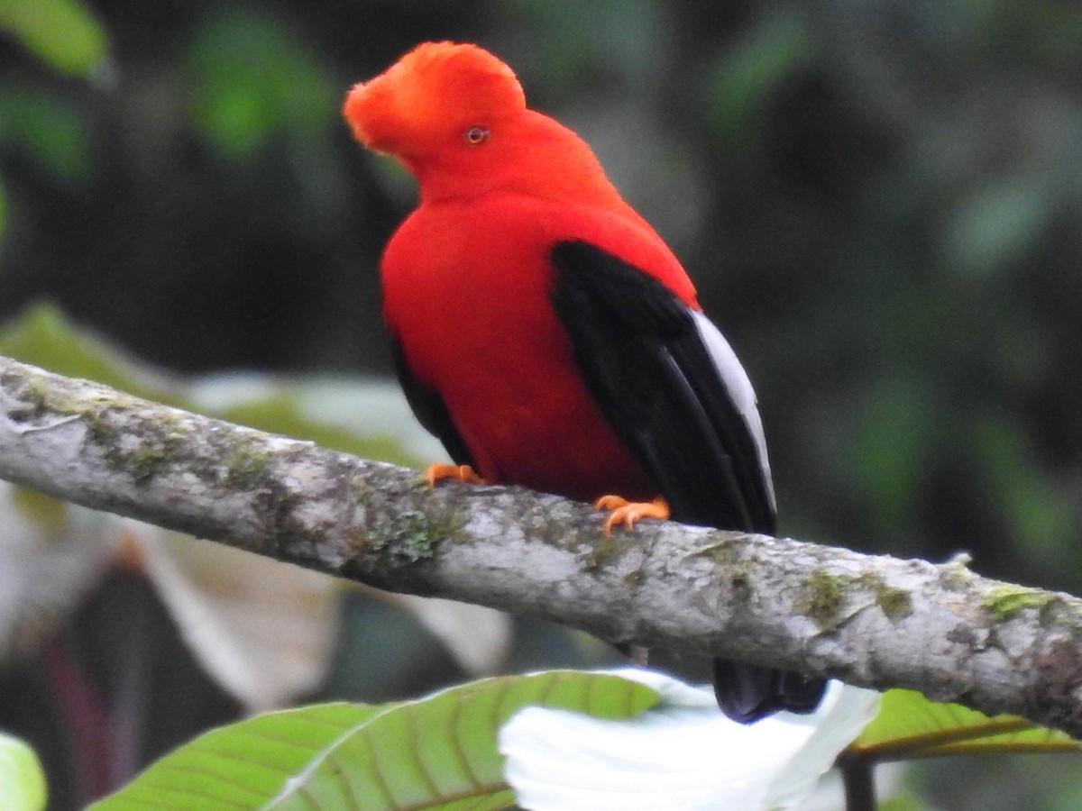 Andean Cock-of-the-rock - ML618986992