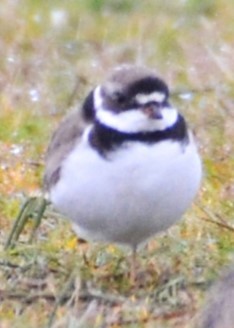 Semipalmated Plover - ML618987004