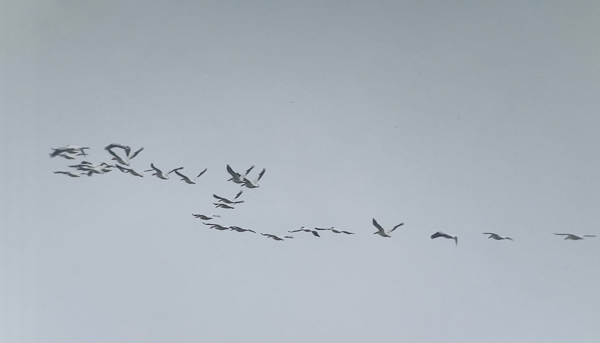 American White Pelican - ML618987019