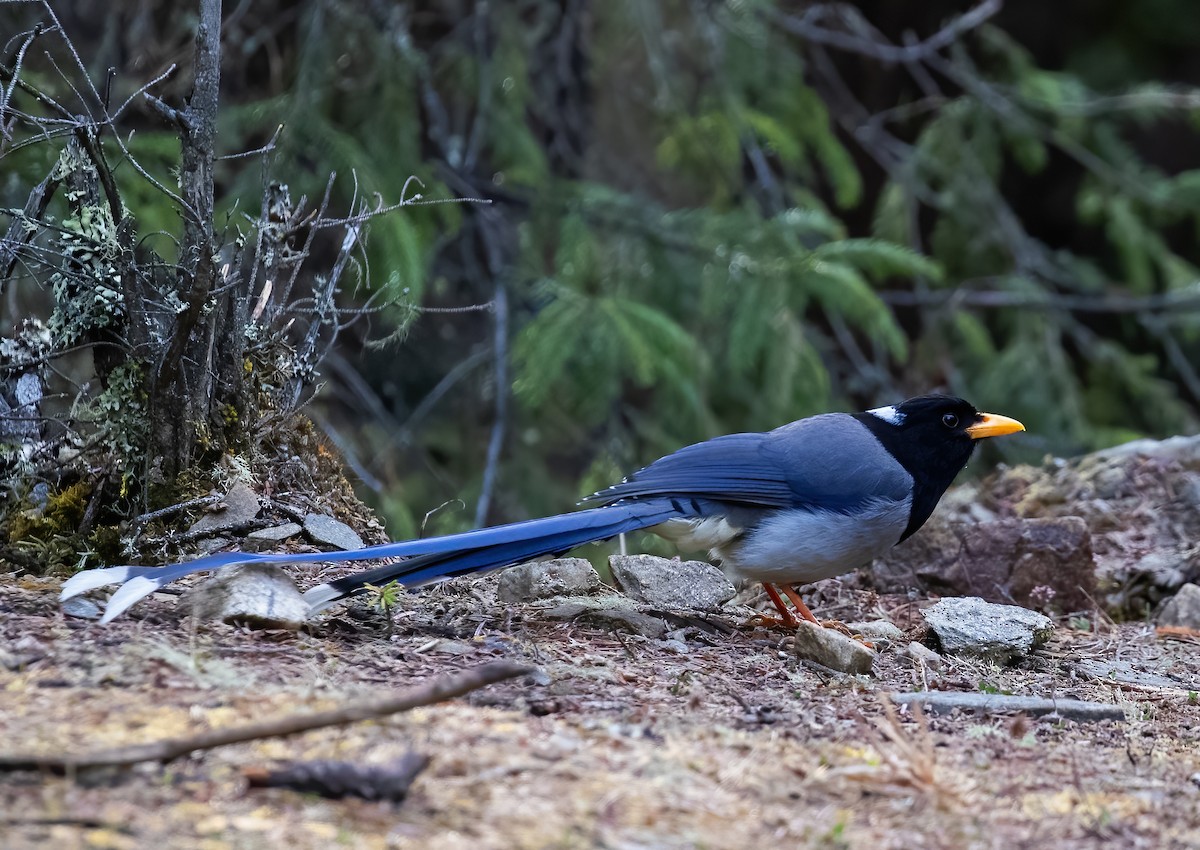 Yellow-billed Blue-Magpie - ML618987028