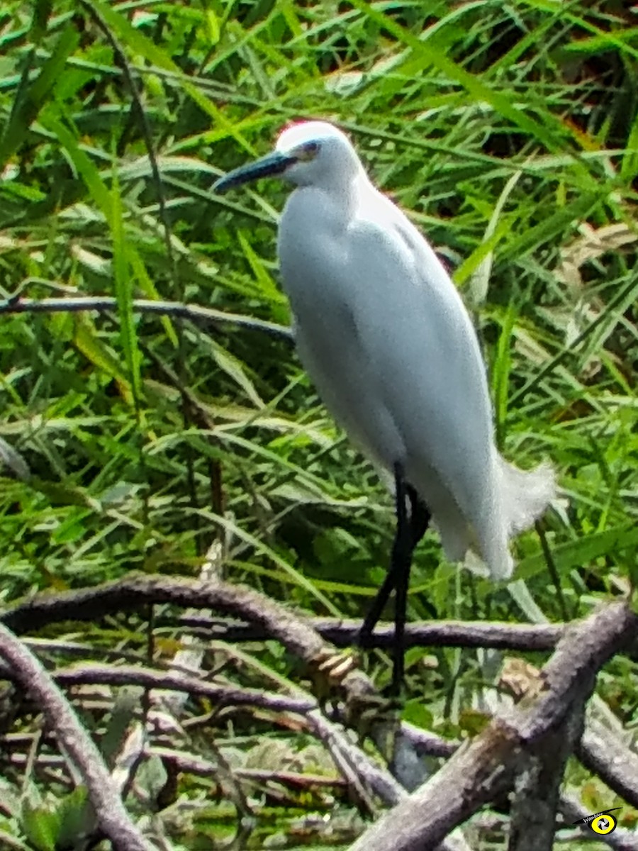 Snowy Egret - Christophe Lecocq