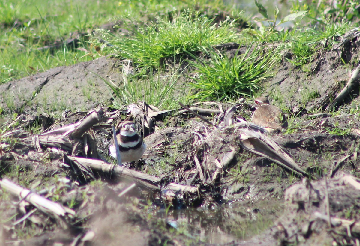 Killdeer - ML618987061