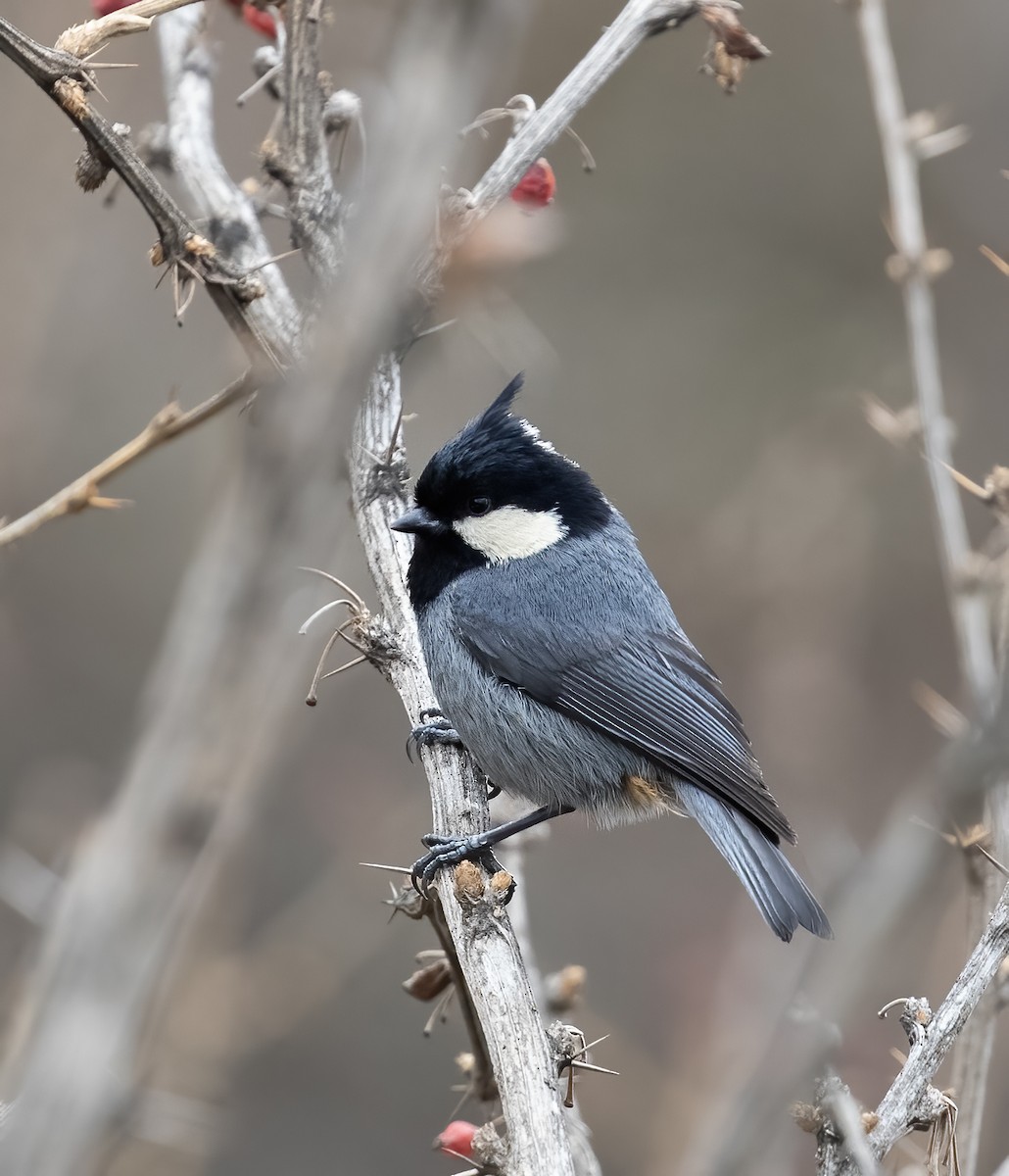 Rufous-vented Tit - Peter Seubert