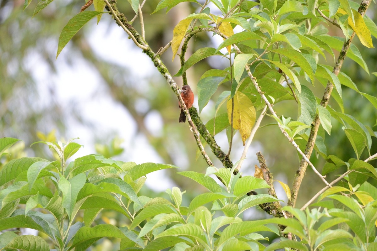 Silver-beaked Tanager - ML618987078