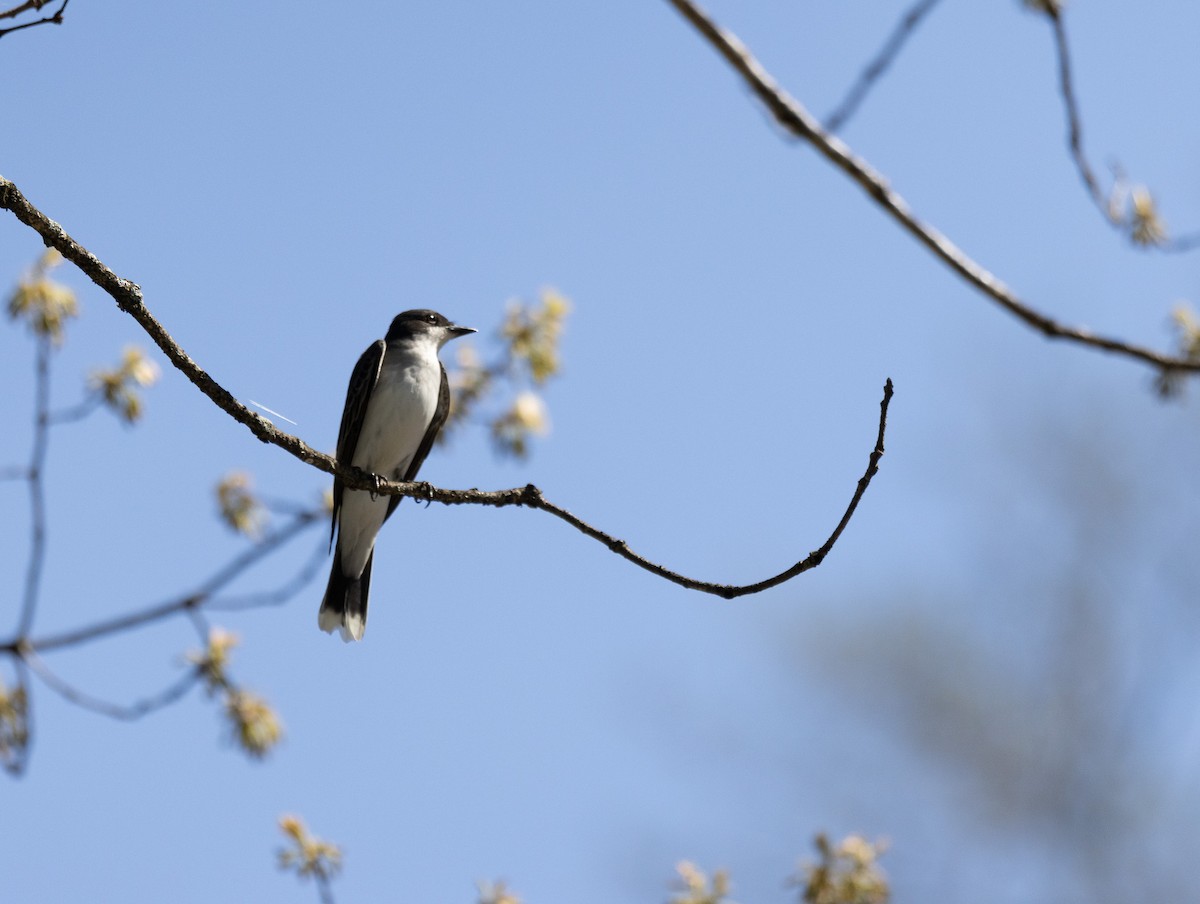 Eastern Kingbird - ML618987087