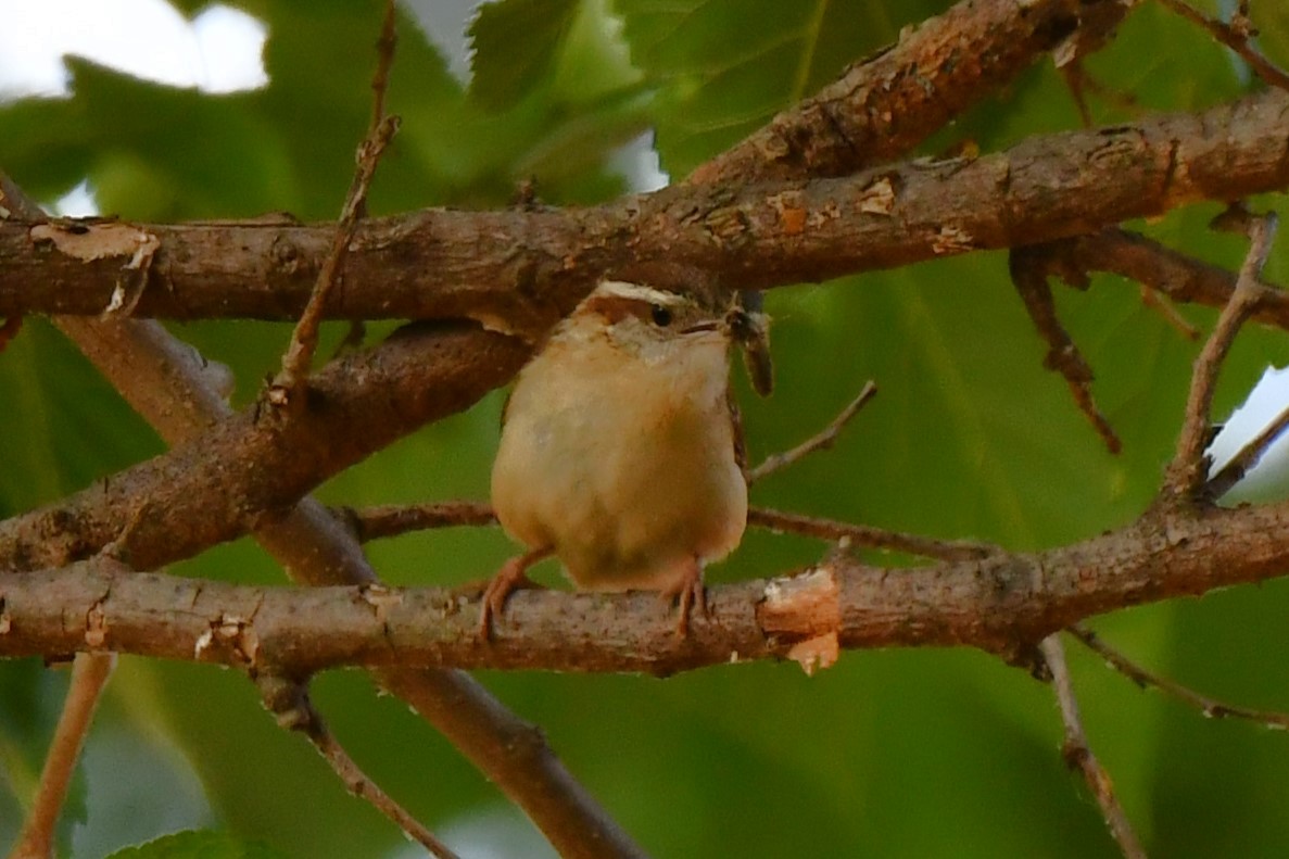 Carolina Wren - Carmen Ricer