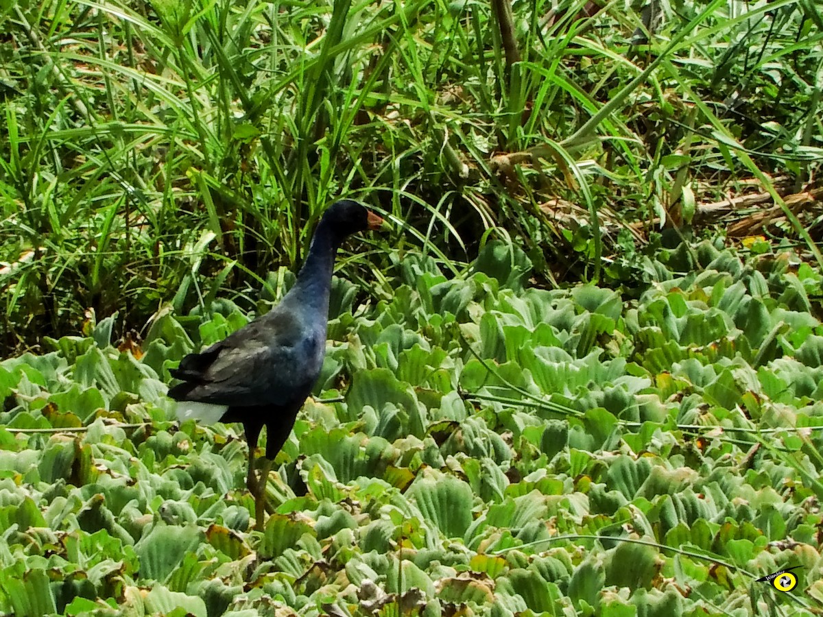 Purple Gallinule - Christophe Lecocq