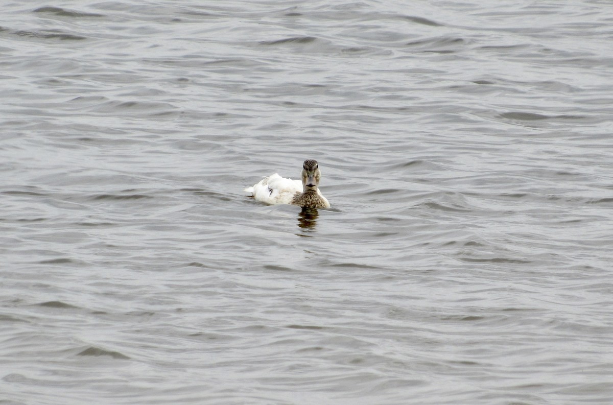 Mallard - Karlo Mirth