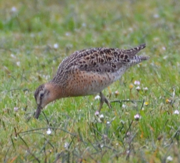 Long-billed Dowitcher - Charles Taft