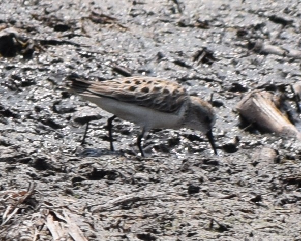 Semipalmated Sandpiper - Bill Uttenweiler