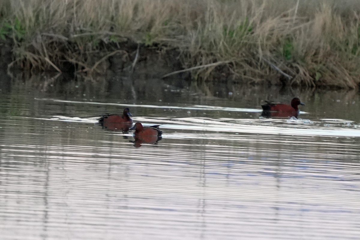 Cinnamon Teal - ML618987180