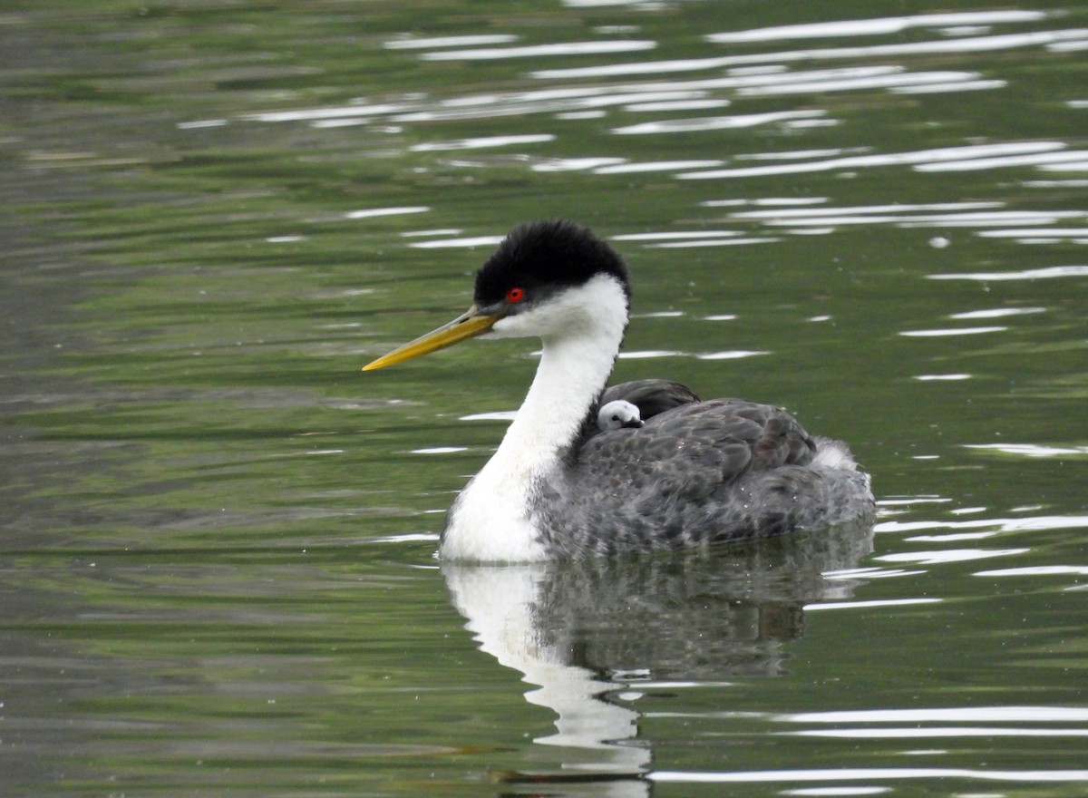 Western Grebe - Rod Higbie