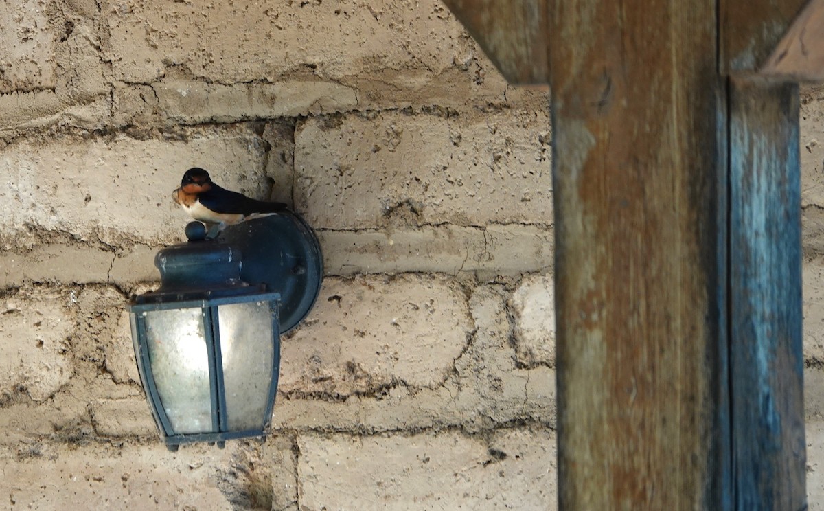 Barn Swallow - Lynn Thompson