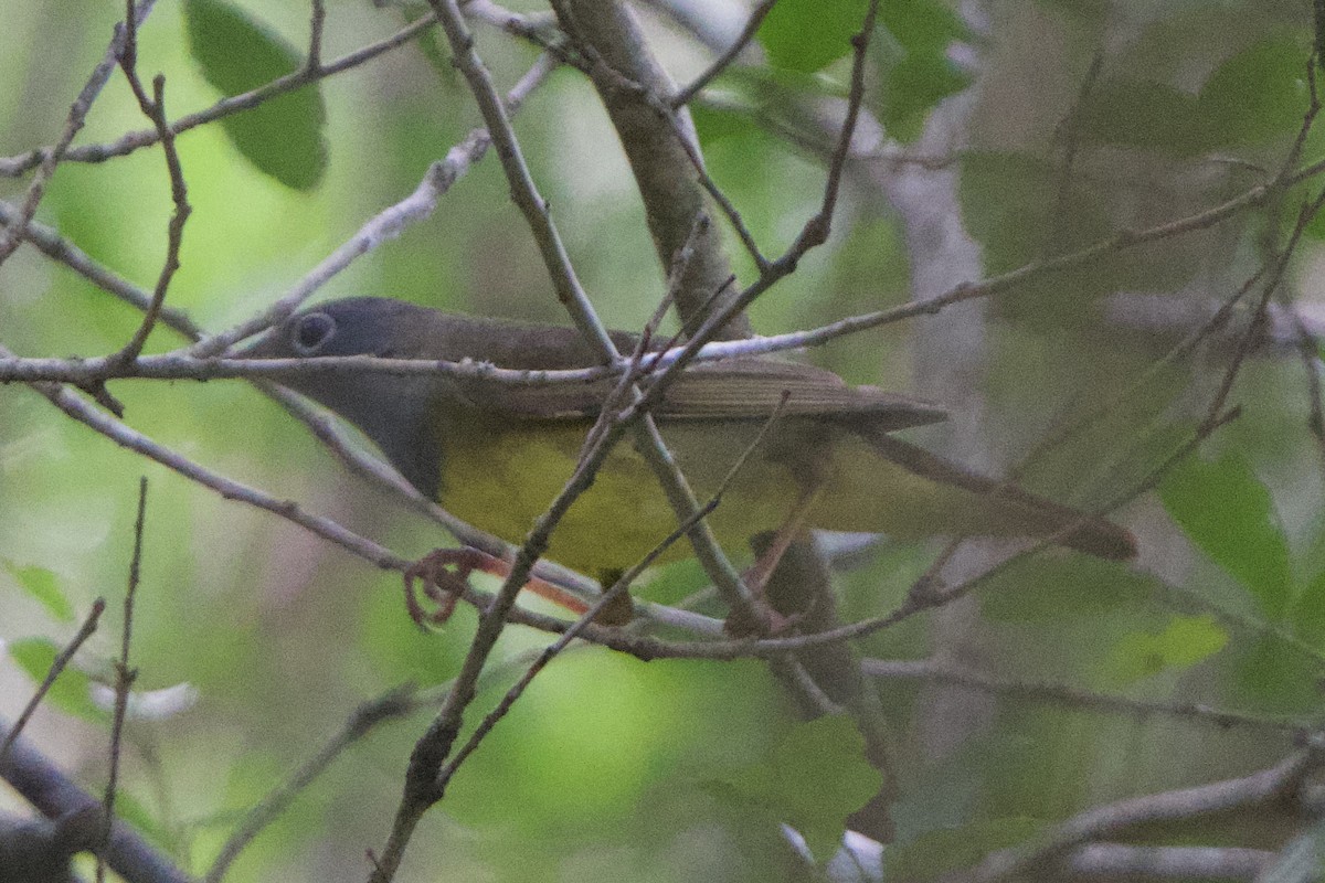 Connecticut Warbler - ML618987267