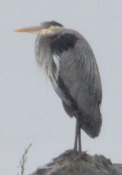 Great Blue Heron - Charles Taft