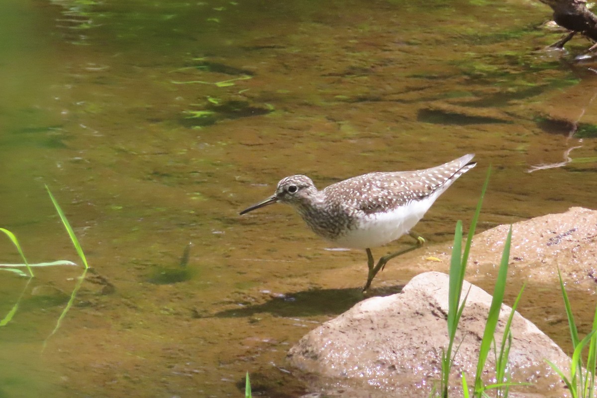 Solitary Sandpiper - ML618987285