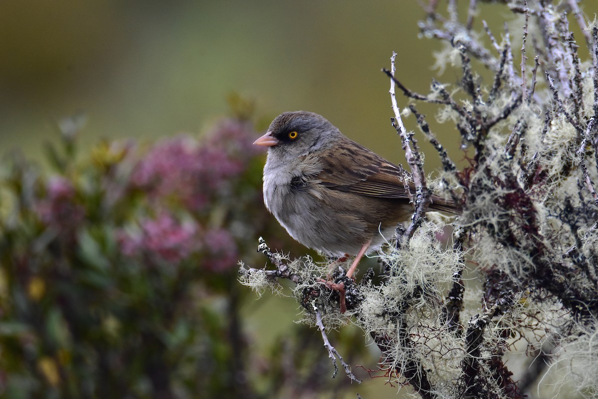 Junco des volcans - ML618987288