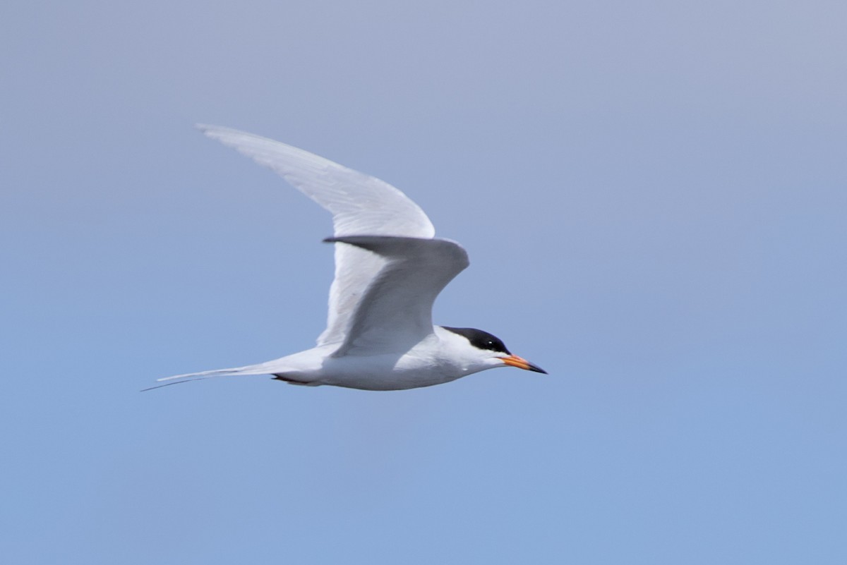 Forster's Tern - Clayton Fitzgerald