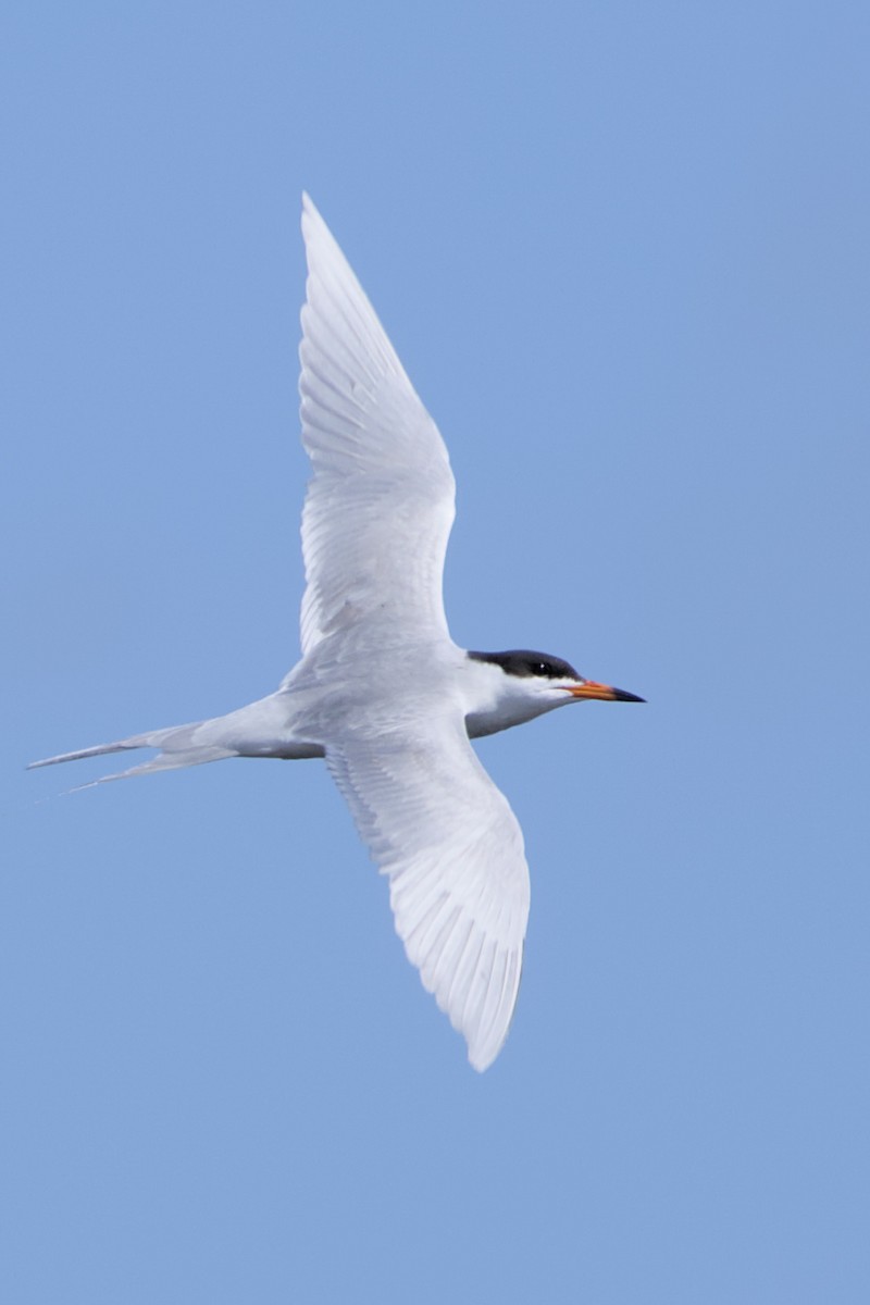 Forster's Tern - Clayton Fitzgerald