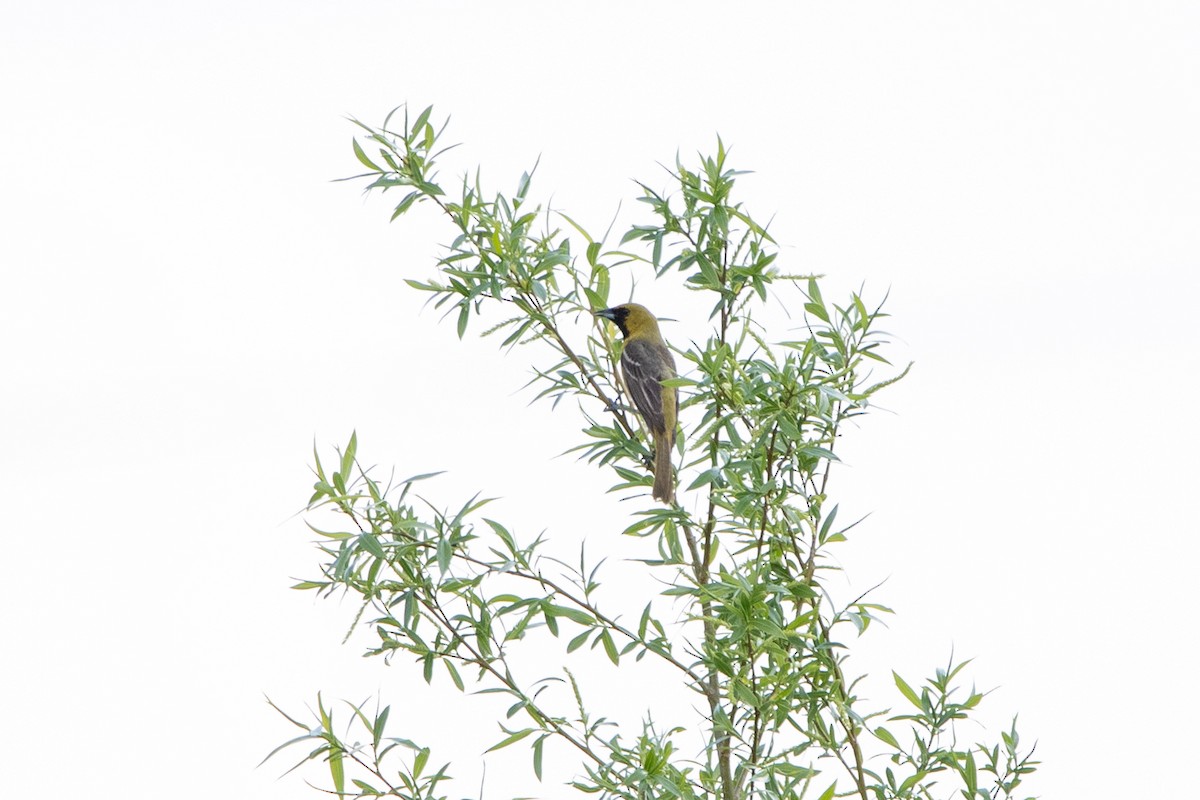 Orchard Oriole - ML618987307