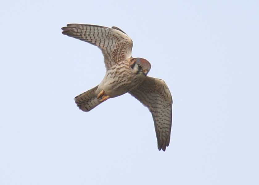 American Kestrel - Linda Dalton