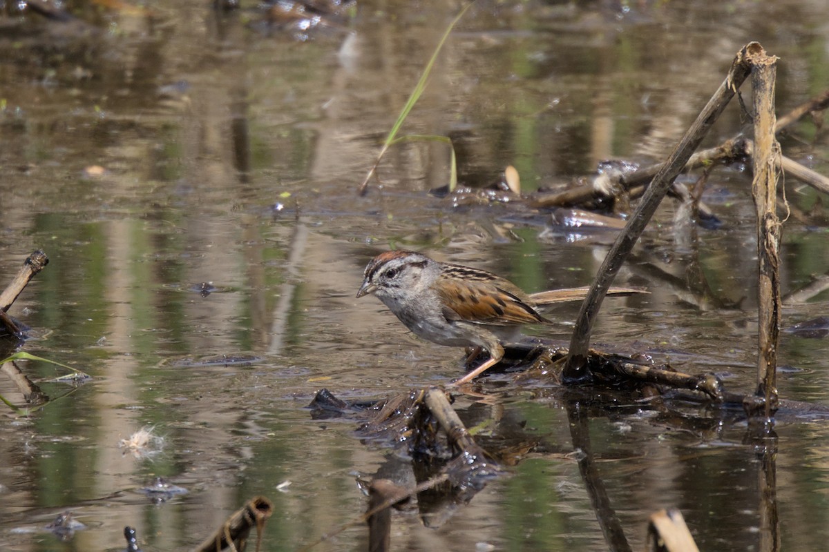 Swamp Sparrow - Clayton Fitzgerald