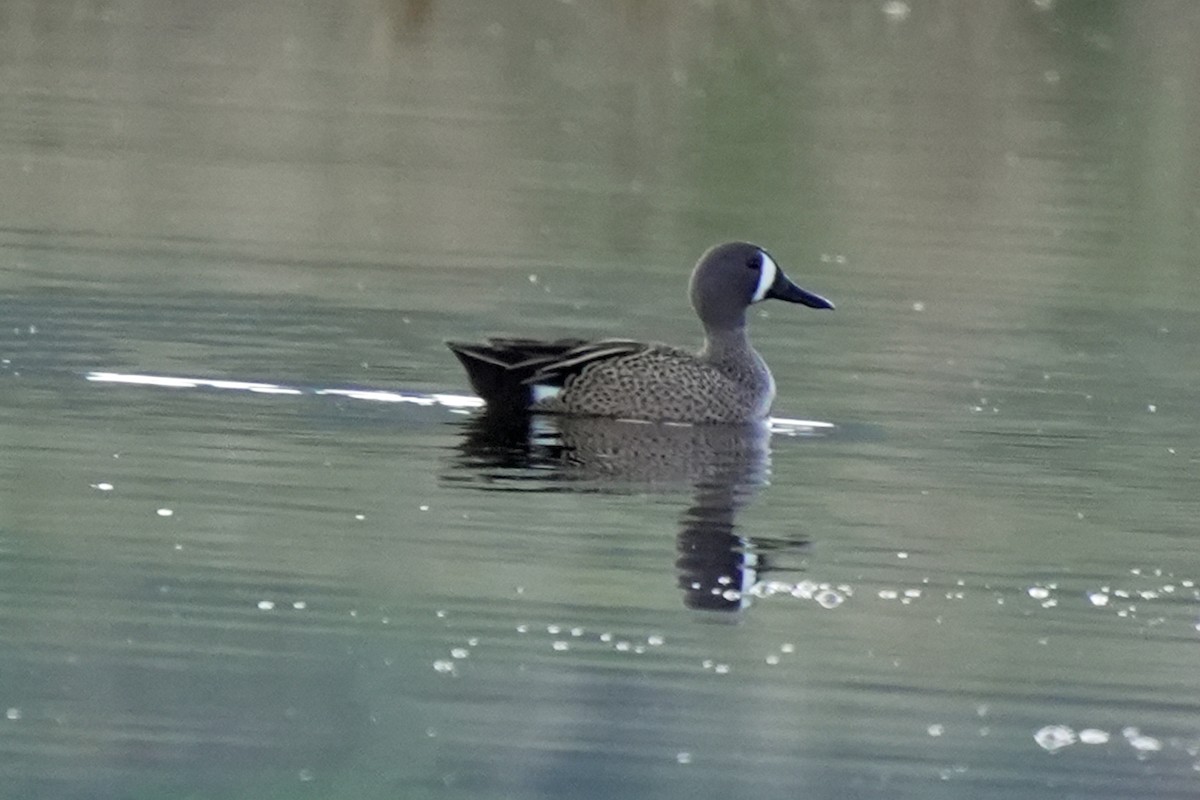 Blue-winged Teal - ML618987341