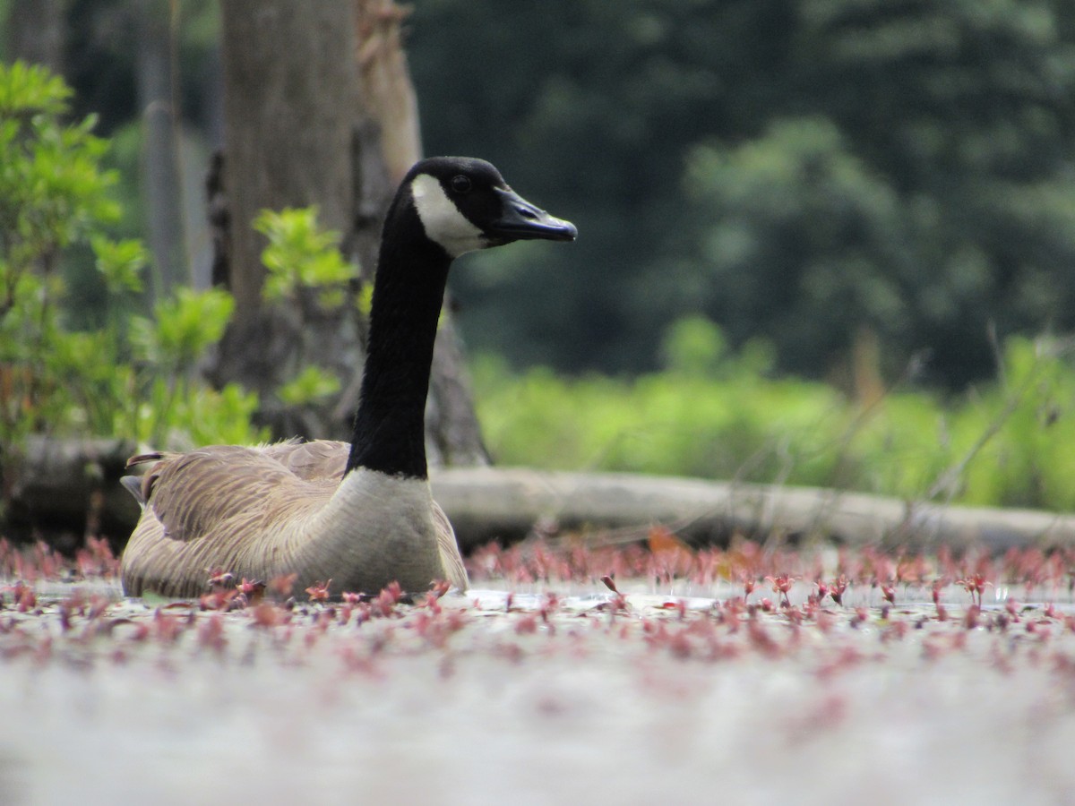 Canada Goose - Timothy Blanchard