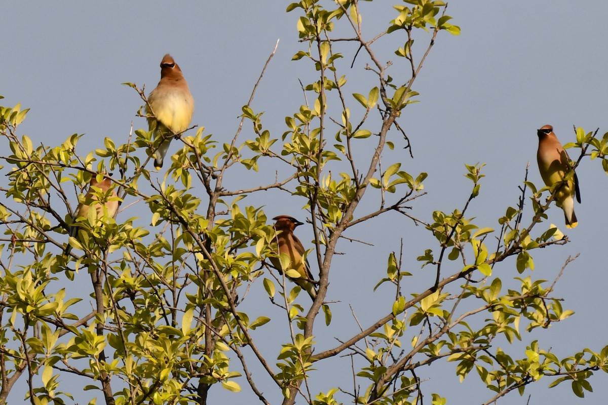 Cedar Waxwing - Carmen Ricer