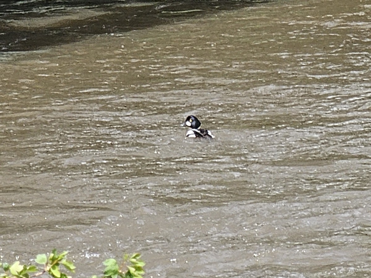 Common Goldeneye - ML618987365