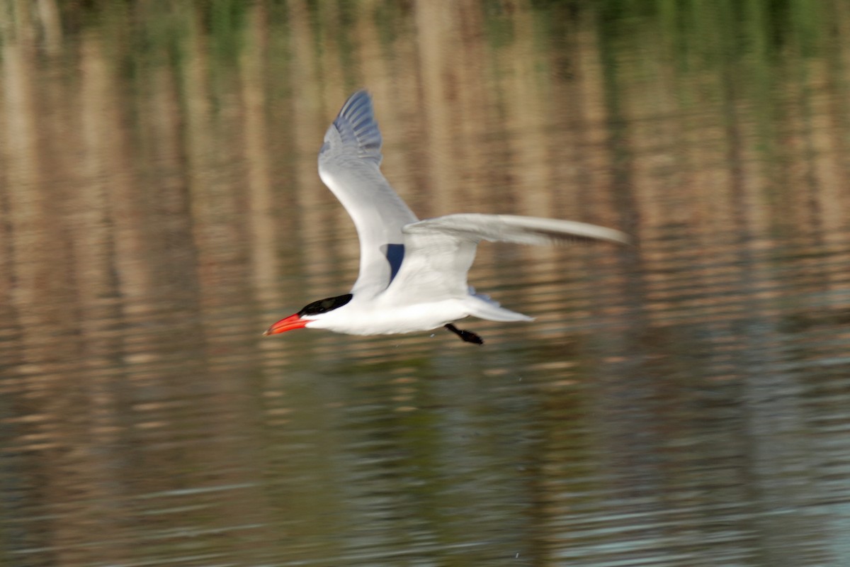 Caspian Tern - ML618987372