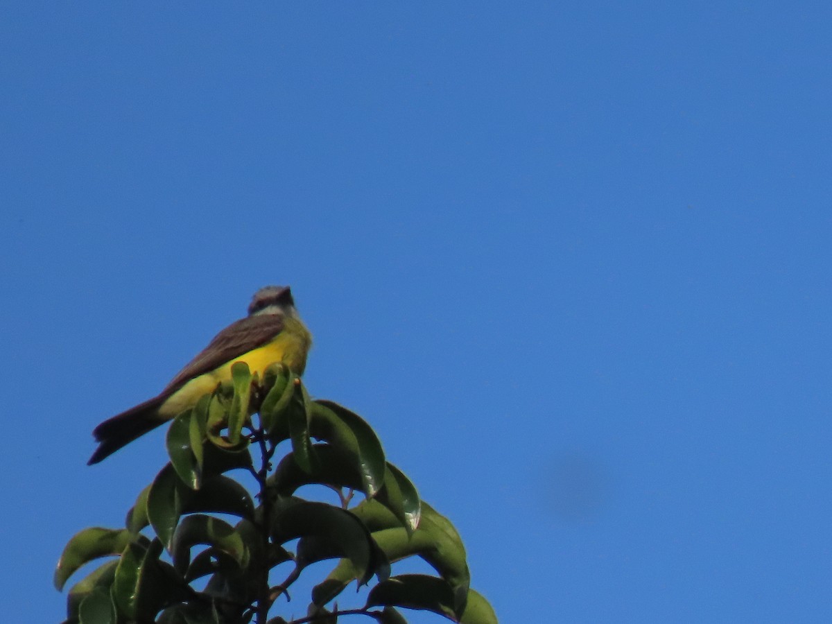 Tropical Kingbird - Sandra Lema