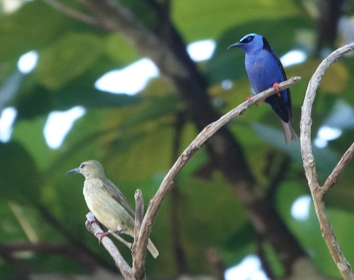 Red-legged Honeycreeper - ML618987396