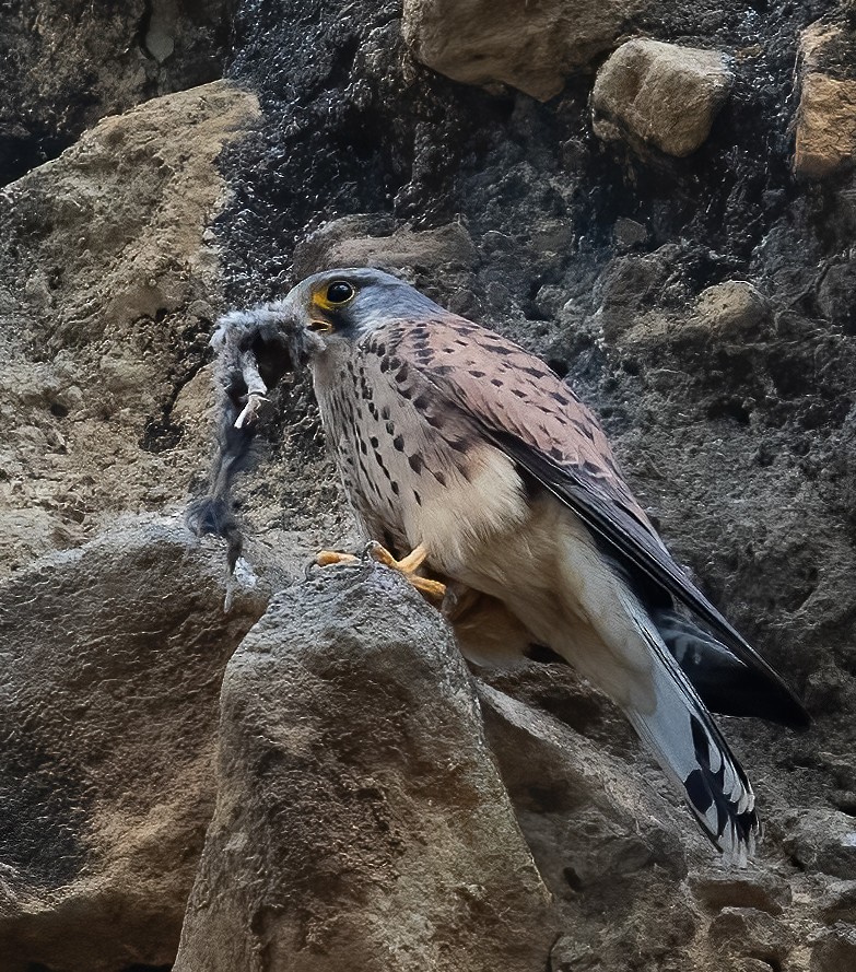 Eurasian Kestrel - Peter Seubert