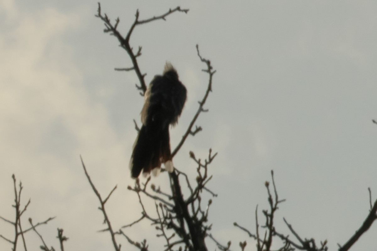 Great Spotted Cuckoo - ML618987433