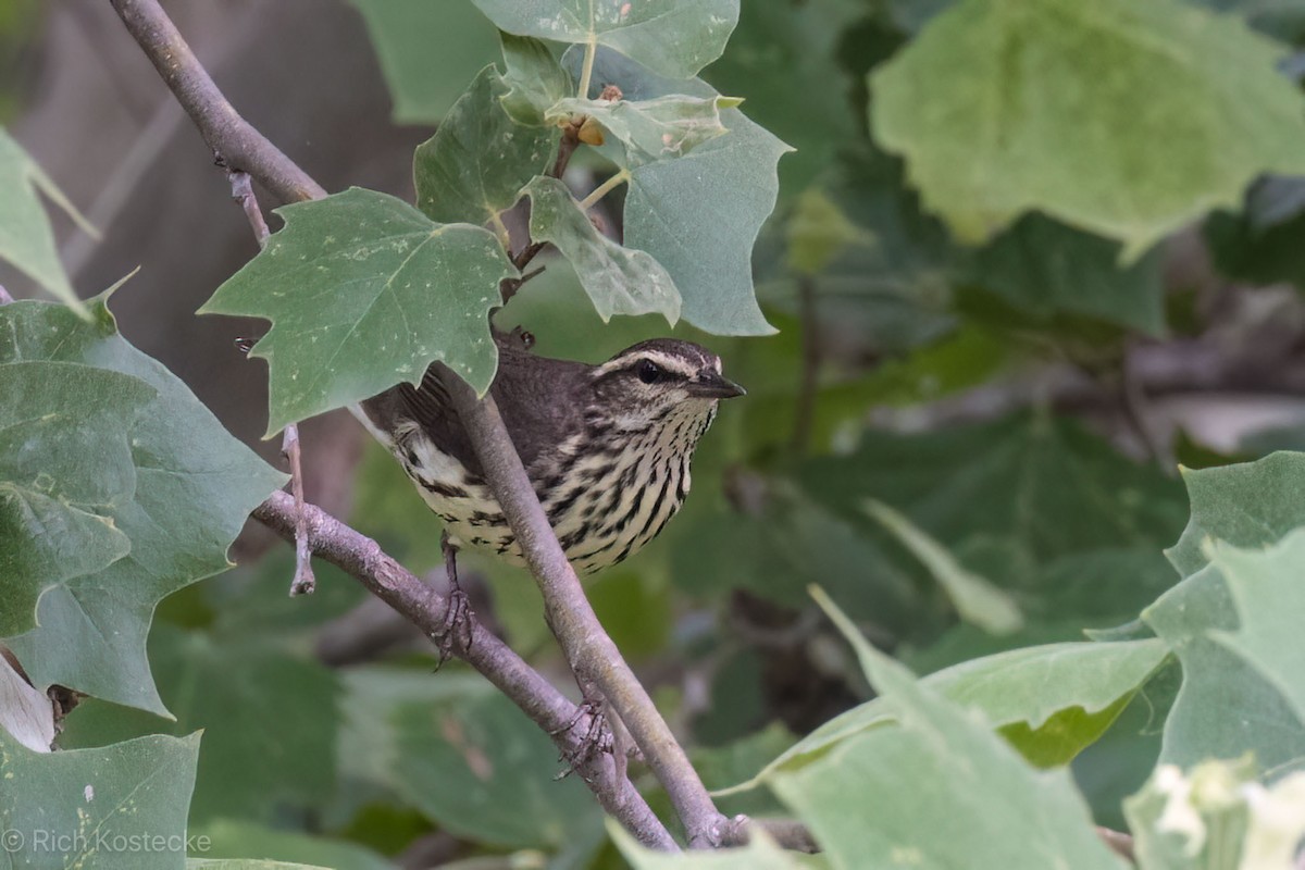 Northern Waterthrush - Rich Kostecke