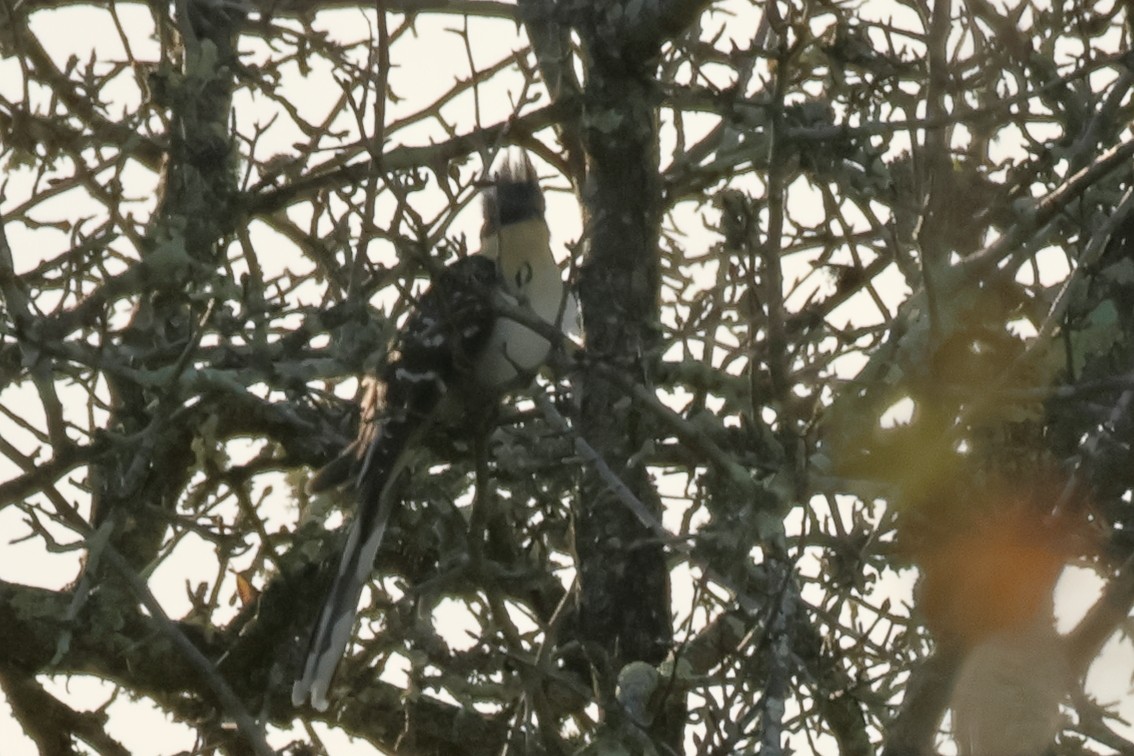 Great Spotted Cuckoo - ML618987443