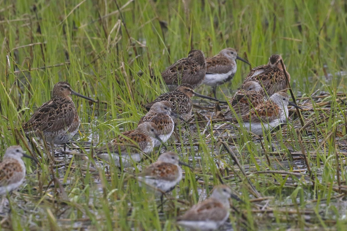 Short-billed Dowitcher - mario balitbit