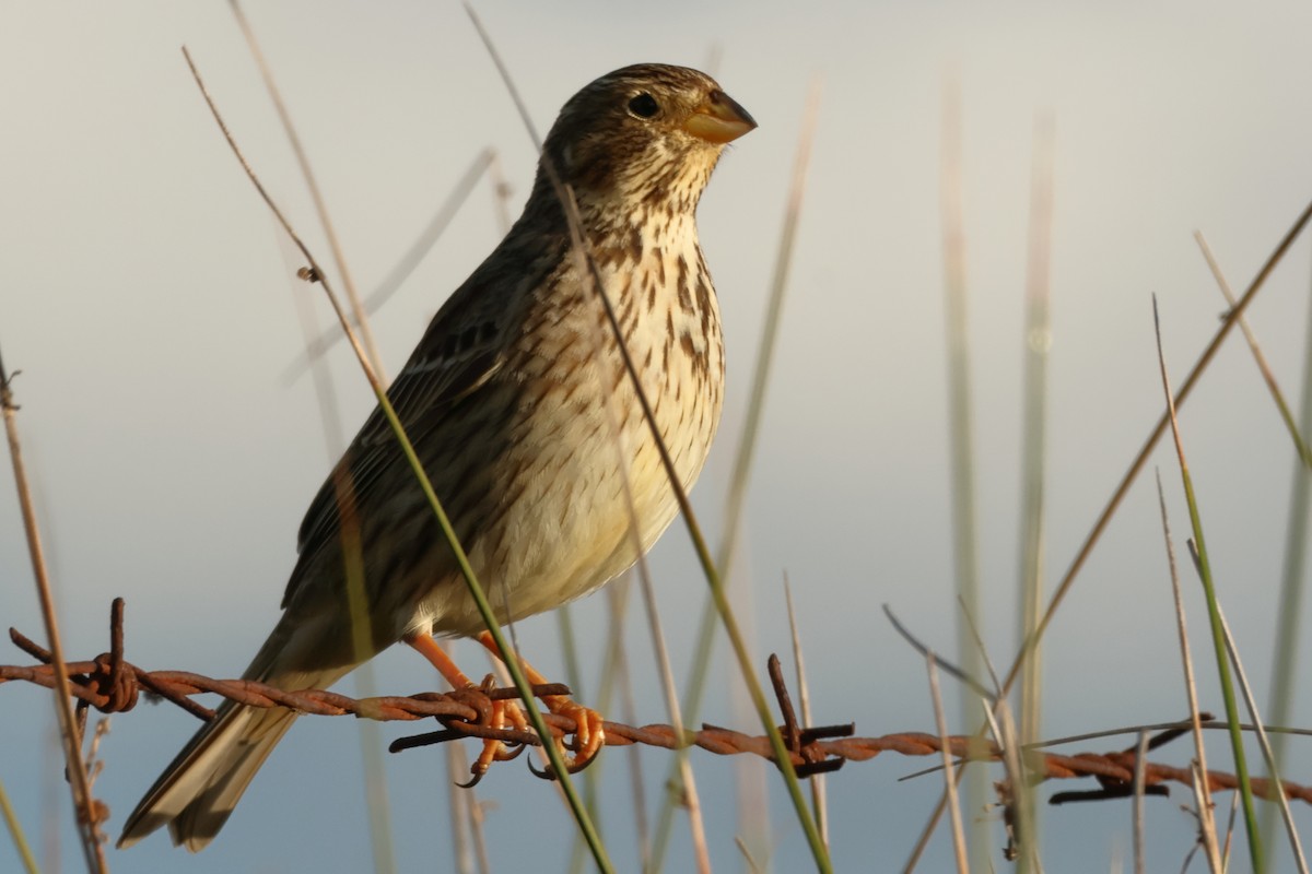 Corn Bunting - ML618987456