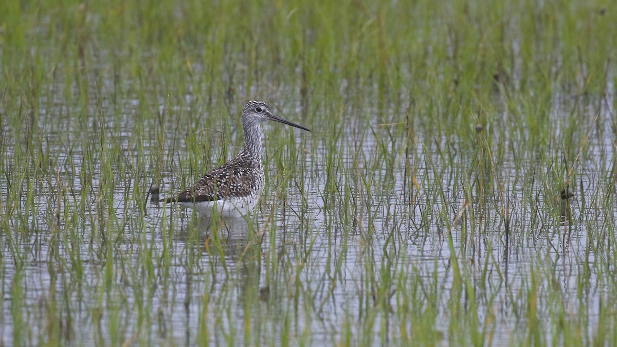 Greater Yellowlegs - mario balitbit