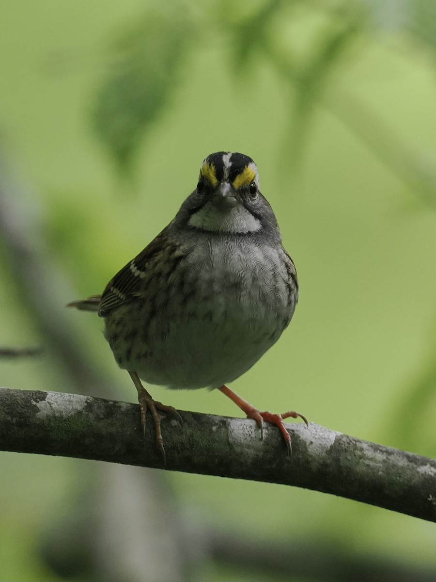 White-throated Sparrow - June Smith