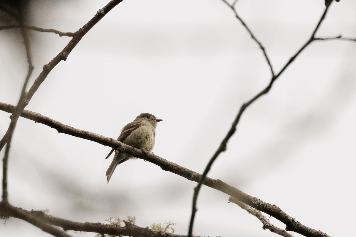 Hammond's Flycatcher - A Nick